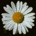 Animierte GIFS Blumen