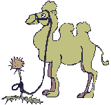 Animierte GIFS Kamele 2
