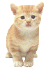 animierte GIFS Katzen