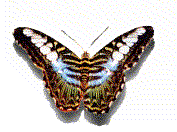 Animierte GIFS Schmetterlinge