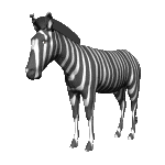 Animierte GIFS Zebras